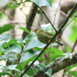 Mountain Blackeye (image by Yeo Siew Teck)