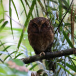 Mountain Scops Owl (image by Yeo Siew Teck)