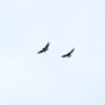 Mountain Serpent Eagles (image by Yeo Siew Teck)