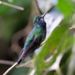 Napo Sabrewing (image by Stavros Christodoulides)