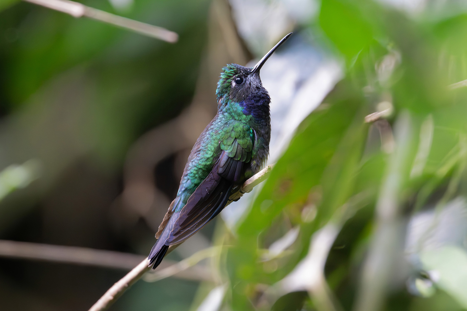 Napo Sabrewing (image by Stavros Christodoulides)