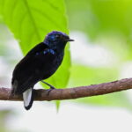 Natewa Silktail (image by János Oláh)