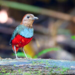 North Moluccan Pitta (image by Andrew Wilson)