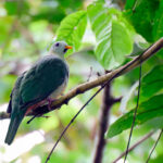 Oberholser's Fruit Dove (image by Andrew Wilson)
