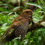 Ocellated Poorwill (image by Leonardo Garrigues)