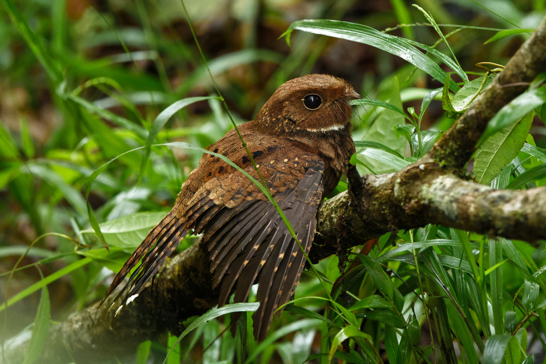 Ocellated Poorwill (image by Leonardo Garrigues)