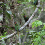 Ochre-marked Parakeets (image by Fito Downs)