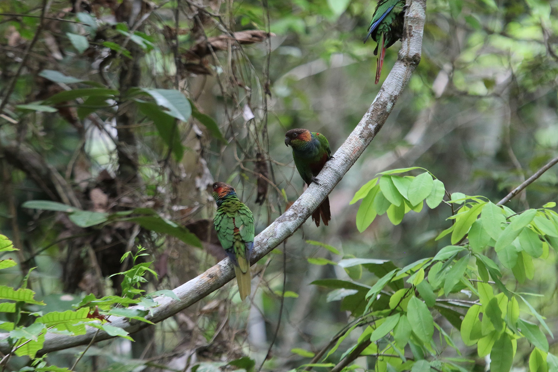 Ochre-marked Parakeets (image by Fito Downs)