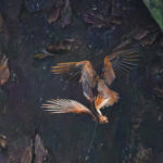 Oilbirds (image by Leonardo Garrigues)