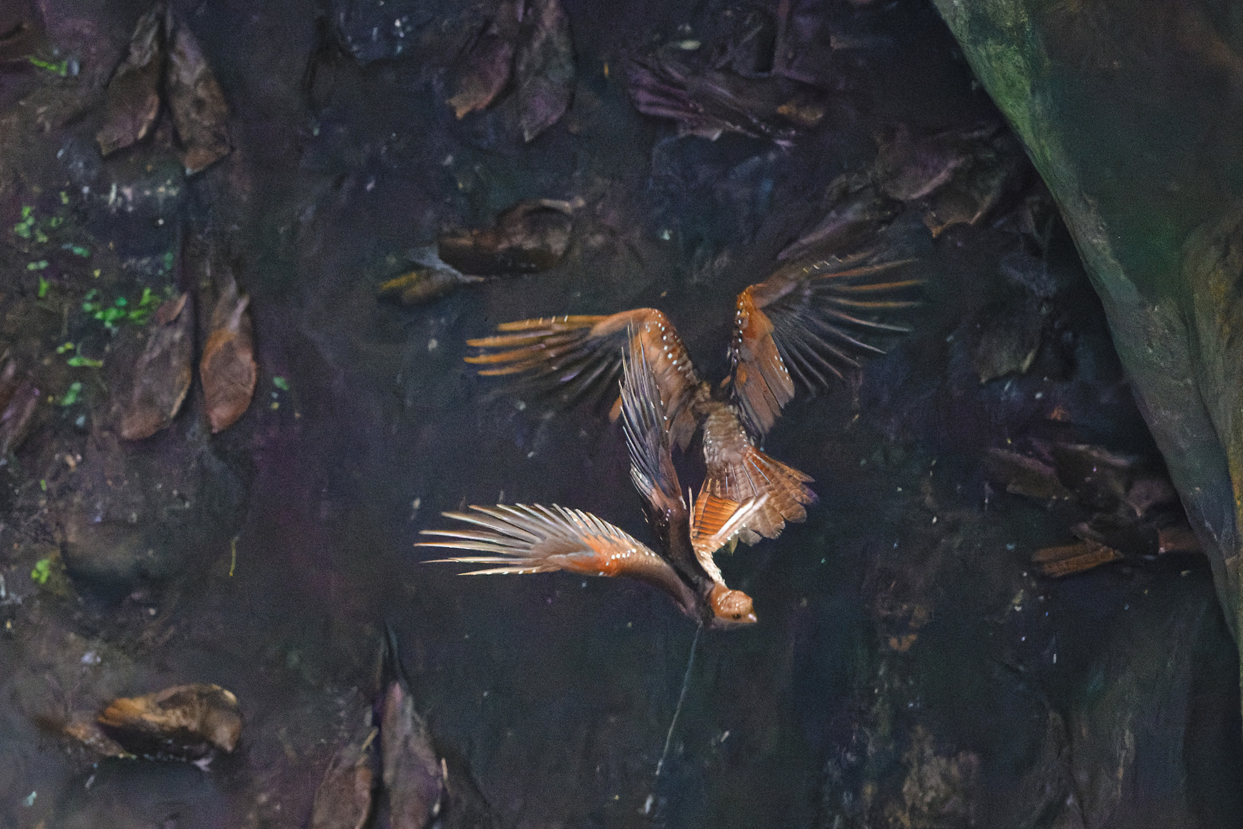 Oilbirds (image by Leonardo Garrigues)