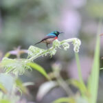 Olive-bellied Sunbird (image by Gina Lloyd)