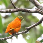 male Orange Dove (image by János Oláh)