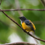 Orange-bellied Flowerpecker (image by Yeo Siew Teck)