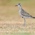 Pacific Golden Plover (image by János Oláh)