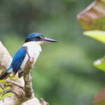 Pacific Kingfisher of the vitiensis race (image by János Oláh)
