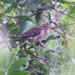 Pacific Long-tailed Cuckoo (image by János Oláh)