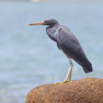 Pacific Reef Heron (image by János Oláh)