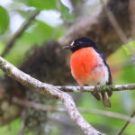 Pacific Robin of the kleinschmidti race (image by János Oláh)