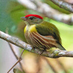male Painted Manakin (image by Stavros Christodoulides)