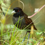 Pale-billed Antpitta (image by Leonardo Garrigues)