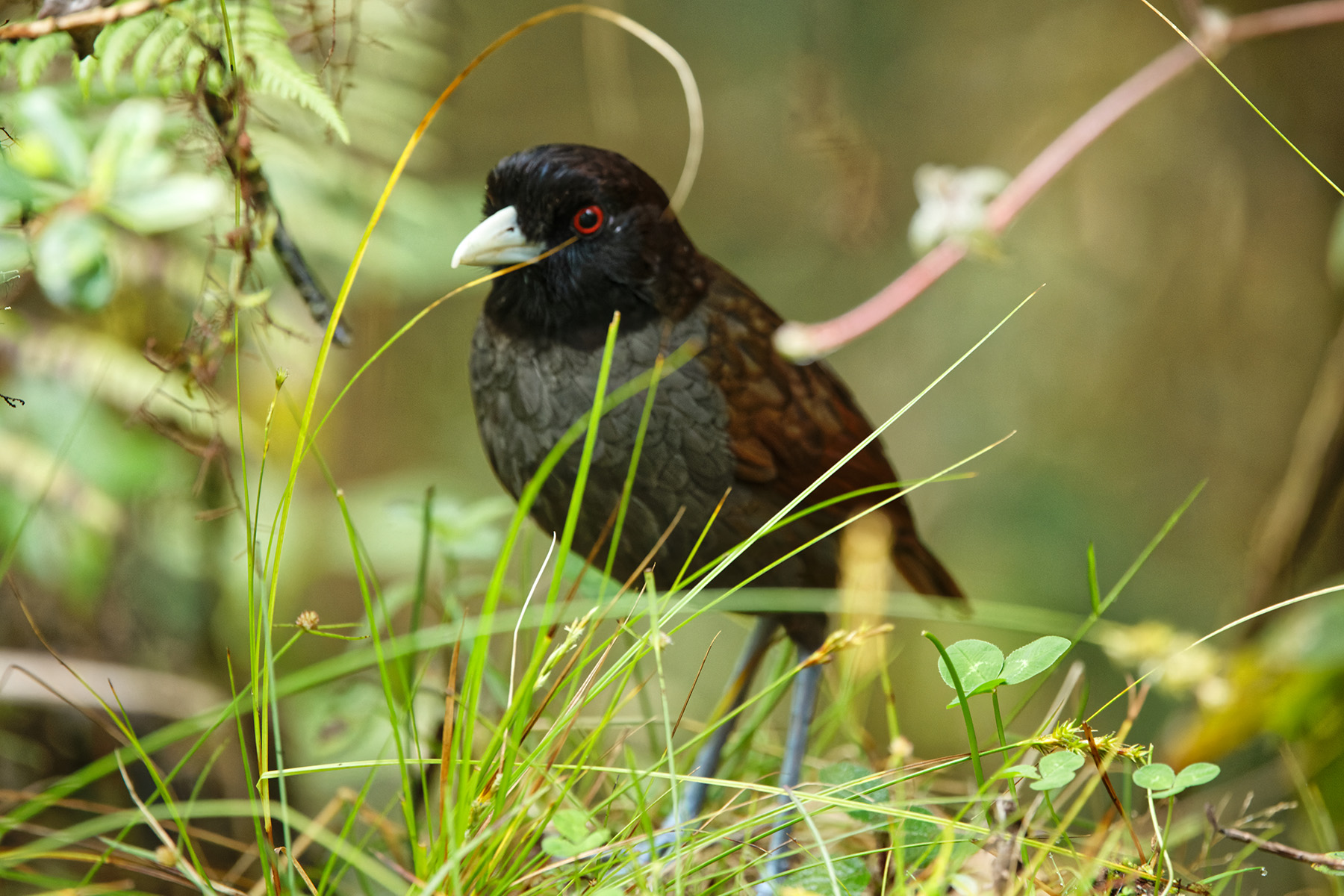 Pale-billed Antpitta (image by Leonardo Garrigues)