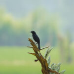 Pale-eyed Blackbird (image by Leonardo Garrigues)