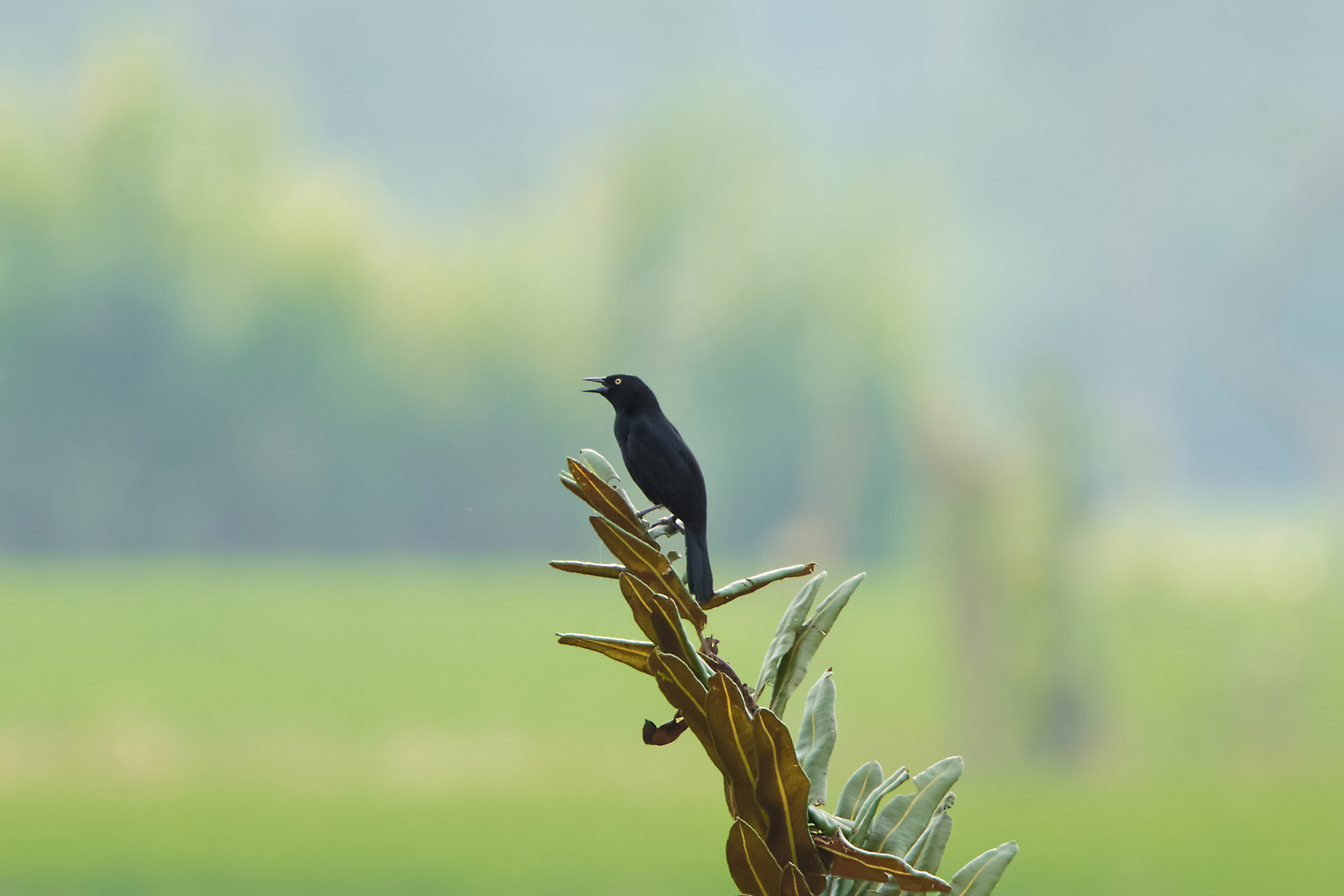 Pale-eyed Blackbird (image by Leonardo Garrigues)