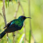 Palestine Sunbird (image by Garry Taylor)