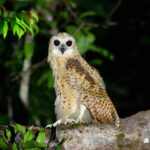 Pel's Fishing Owl (image by Carl Winstead)