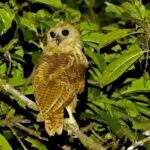 Pel's Fishing Owl (image by Phillip Edwards)