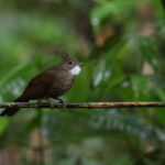 Penan Bulbul (image by Yeo Siew Teck)