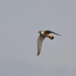 Peregrine Falcon ssp pelegrinoides (image by Garry Taylor)