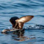 Persian Shearwater (image by John McLoughlin)