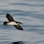 Persian Shearwater (image by Garry Taylor)
