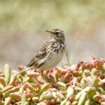 Peruvian Pipit (image by Leonardo Garrigues)