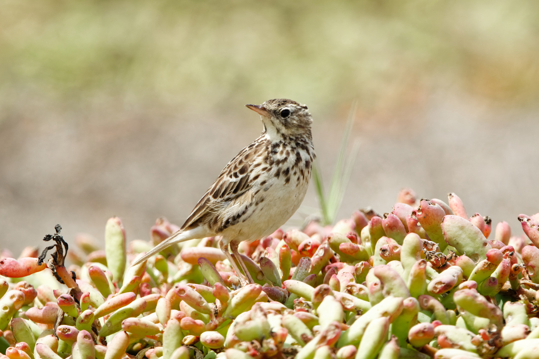 Peruvian Pipit (image by Leonardo Garrigues)