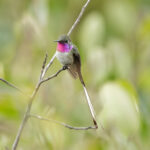 Peruvian Sheartail (image by Leonardo Garrigues)