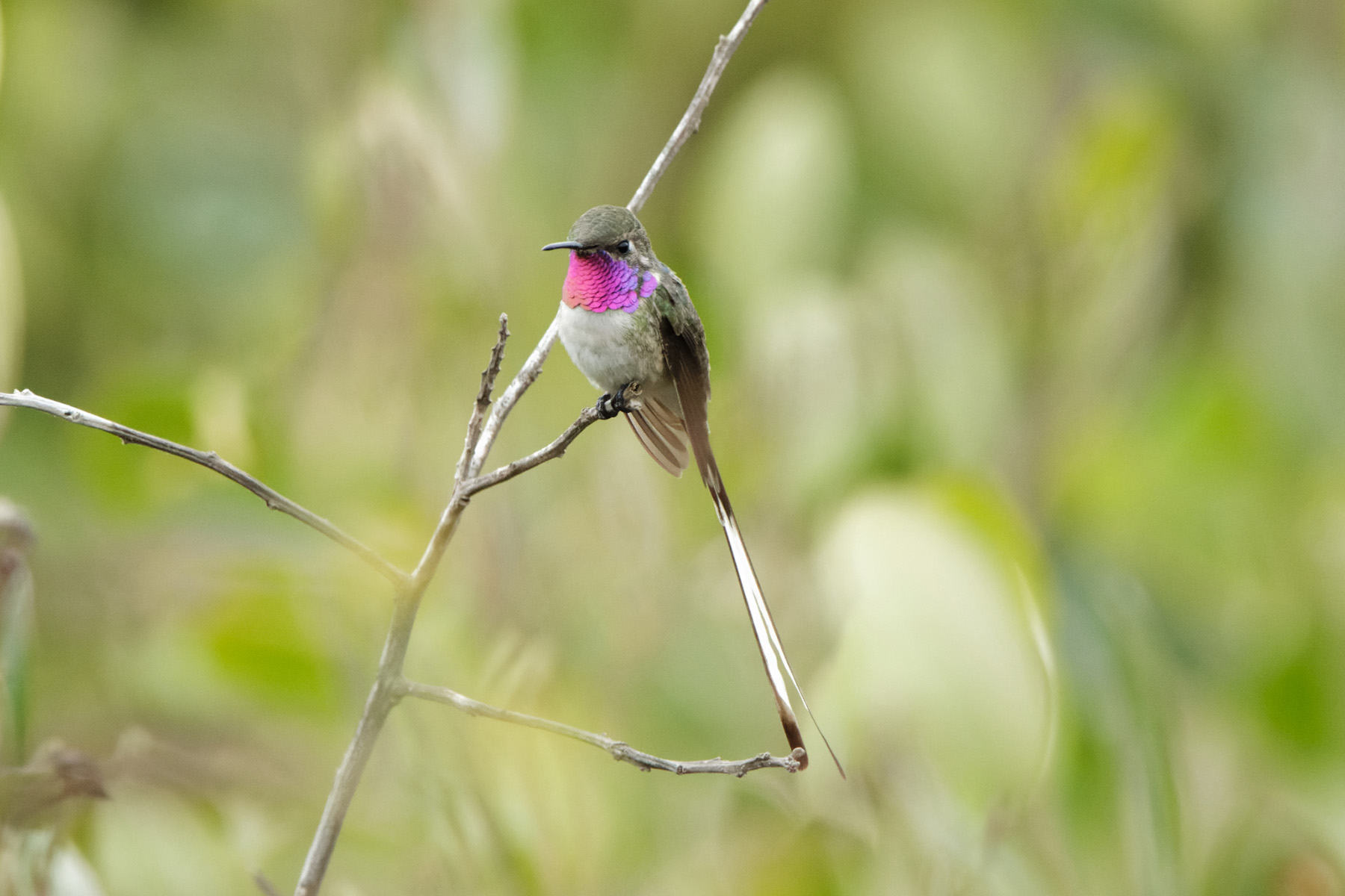 Peruvian Sheartail (image by Leonardo Garrigues)