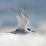 Peruvian Tern (image by Stavros Christodoulides)