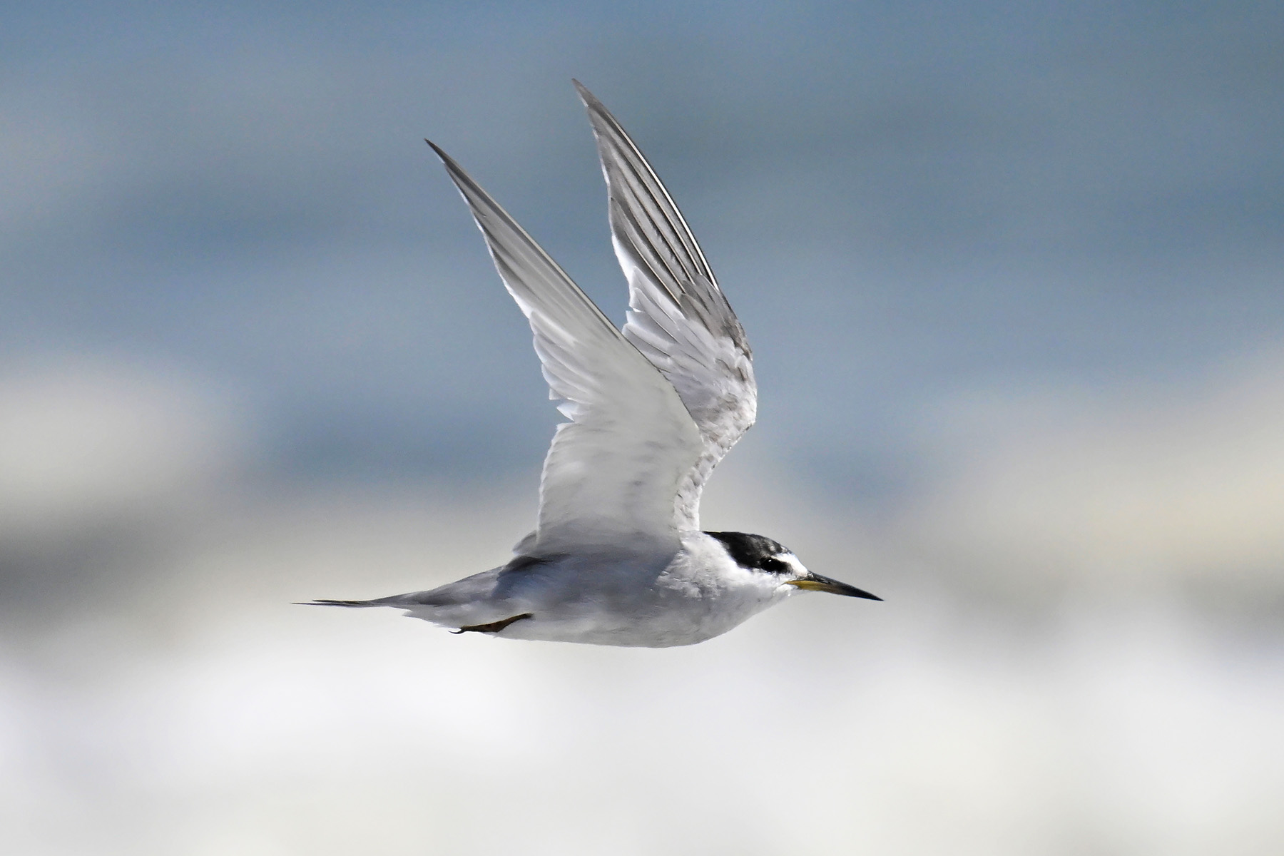 Peruvian Tern (image by Stavros Christodoulides)