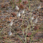 Peruvian Thick-knees (image by Leonardo Garrigues)