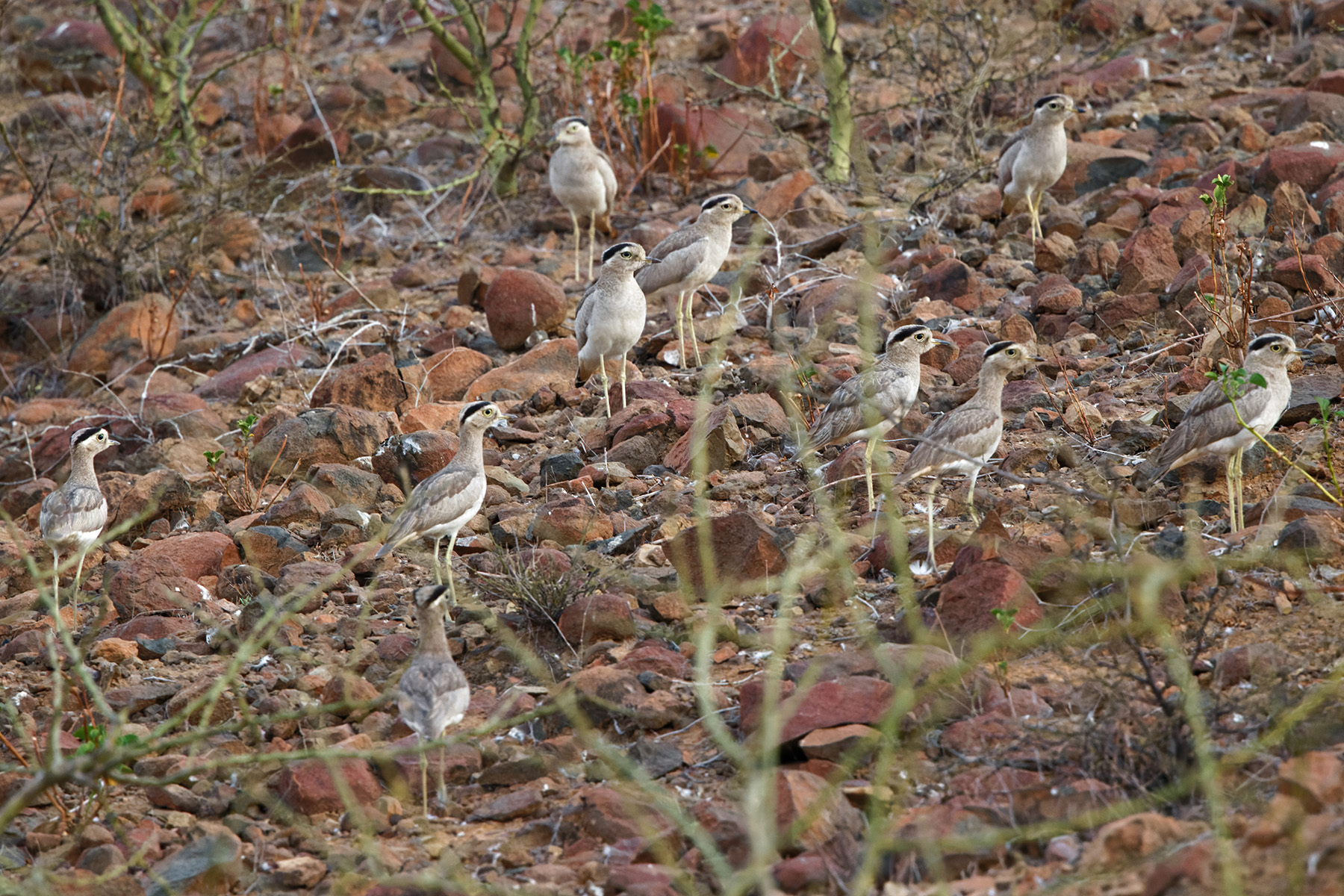 Peruvian Thick-knees (image by Leonardo Garrigues)