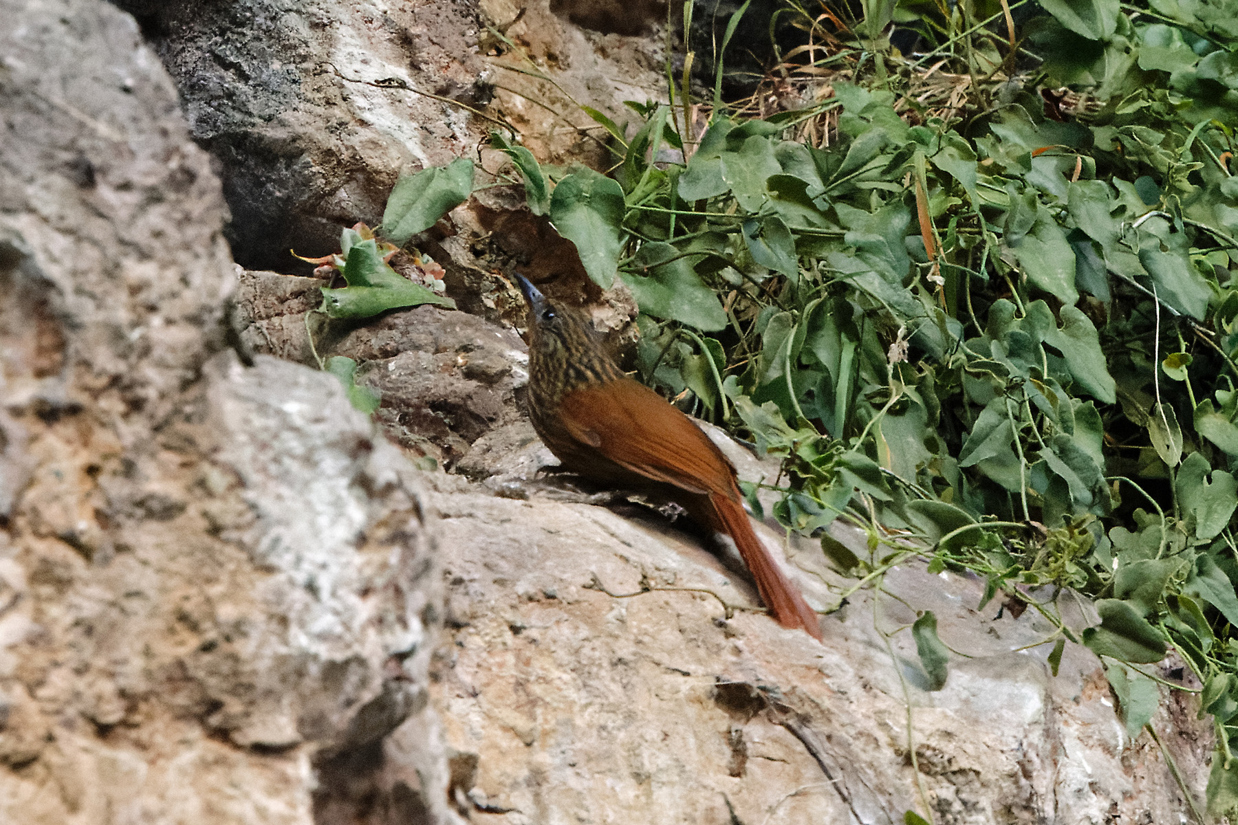 Peruvian Treehunter (image by Leonardo Garrigues)