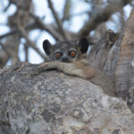 Petter's Sportive Lemur (image by Trevor Ellery)