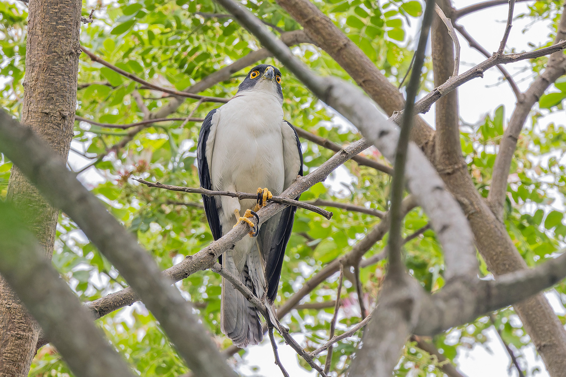 Pied Goshawk (image by Pete Morris)