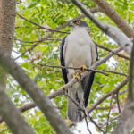 Pied Goshawk (image by Pete Morris)