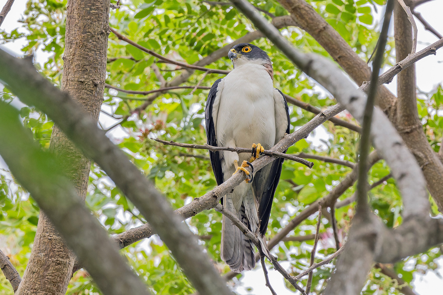 Pied Goshawk (image by Pete Morris)