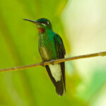 Pink-throated Brilliant (image by Leonardo Garrigues)