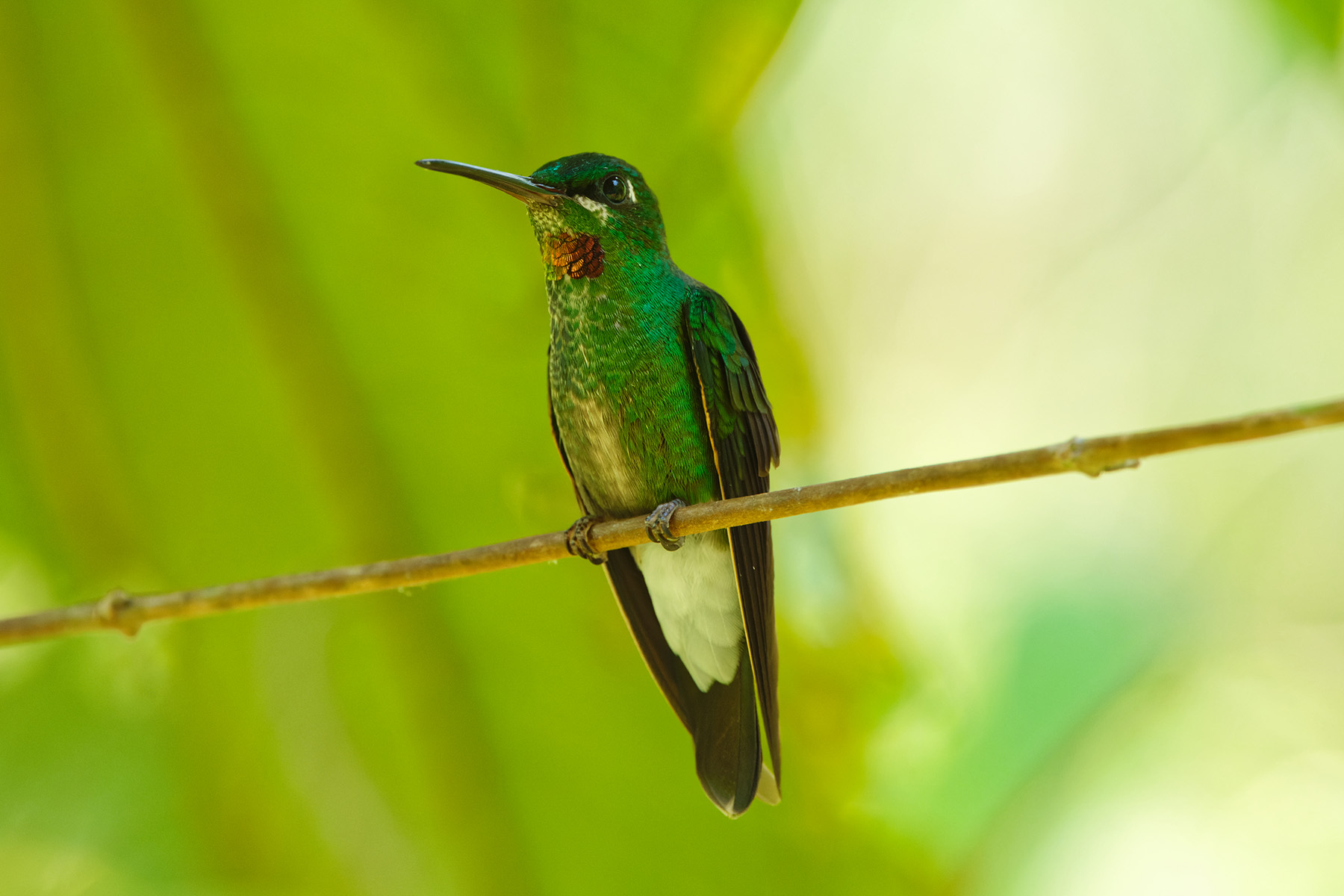 Pink-throated Brilliant (image by Leonardo Garrigues)