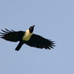 Piping Crow (image by Andrew Wilson)